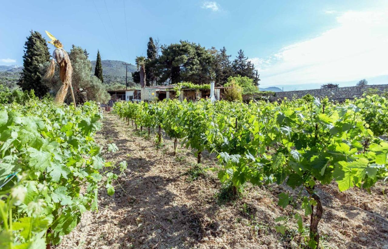 Villa Nassibe Estate à Agios Ioannis  Extérieur photo